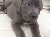 İstanbul Da Safkan Canecorsa Yavrularımız