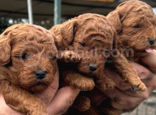 Mükemmel Poodle Yavrular