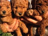 Irkinin En İyi̇si̇ Poodle Yavrular