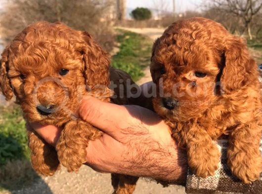 Irkinin En İyi̇si̇ Poodle Yavrular görsel