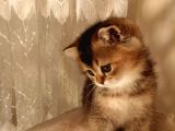 Scottish Fold Golden Tabyy Disi