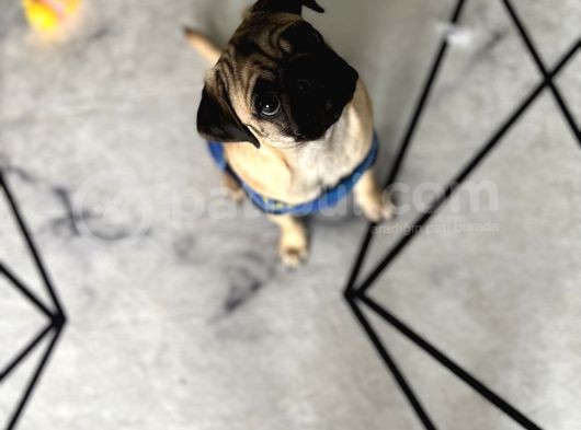 Pug Acil Yuva Arıyorum görsel