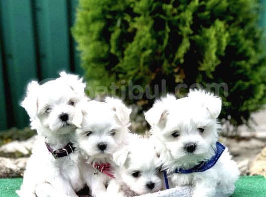 Mini Simli Maltese Yavrular görsel