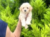 Orjinal maltipoo oğlum