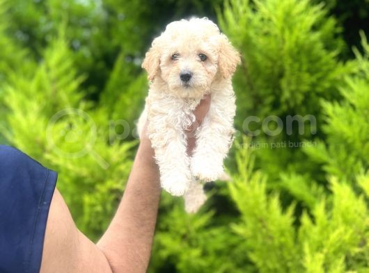 Orjinal Maltipoo Oğlum