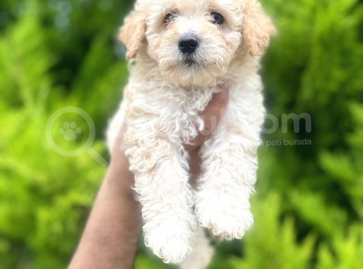 Orjinal Maltipoo Oğlum görsel