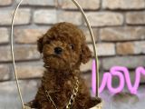 A Kali̇te Toypoodle Dünyasi