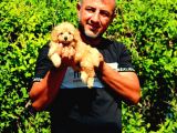 Safkan Poodle Yavruları Burkemden