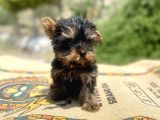 Micro Teacup Yorkshire Terrier Oğlumuz
