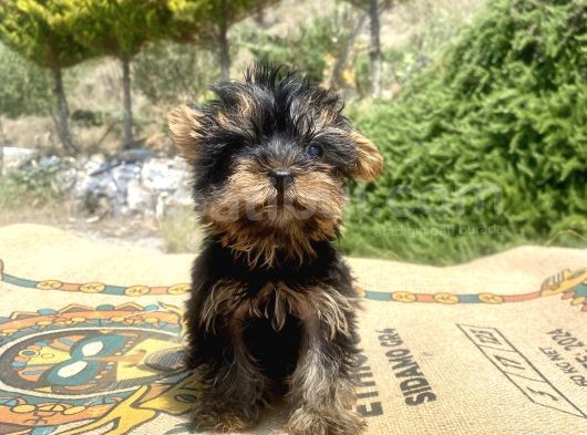 Micro Teacup Yorkshire Terrier Oğlumuz görsel
