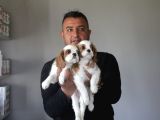 Safkan Cavalier King Yavruları Burkemden