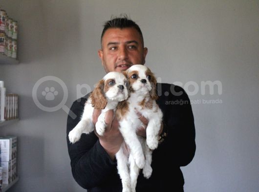 Safkan Cavalier King Yavruları Burkemden görsel