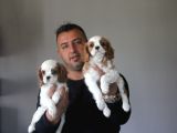 Safkan Cavalier King Yavruları Burkemden
