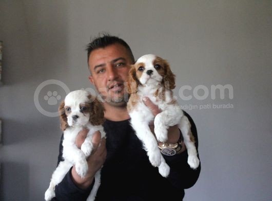 Safkan Cavalier King Yavruları Burkemden görsel