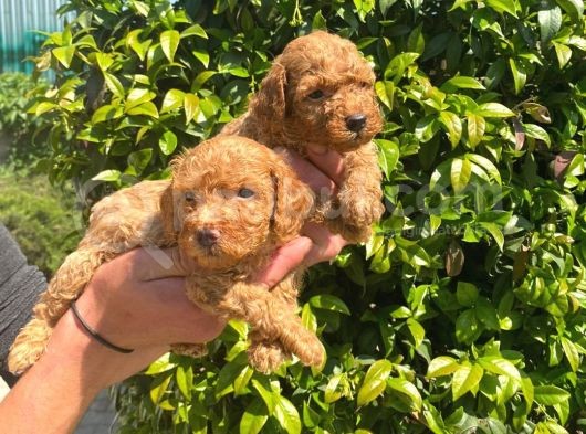 Mükemmel Poodle Yavrular görsel