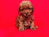 Safkan Toy Poodle Yavrularımız