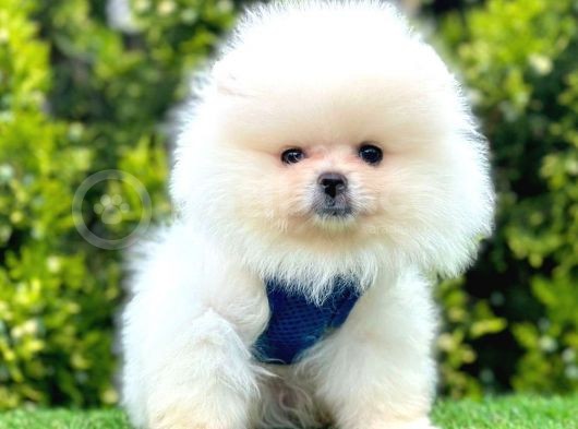 Safkan Pomeranian Boo Yavrularımız
