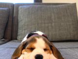 Orji̇nal Beagle Yavrularücretsi̇z Deği̇ldi̇r