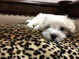 Orji̇nal Maltese Yavrular