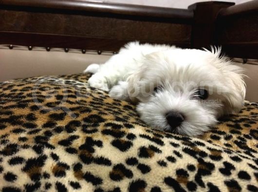 Orji̇nal Maltese Yavrular görsel