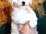 Orji̇nal Maltese Yavrular