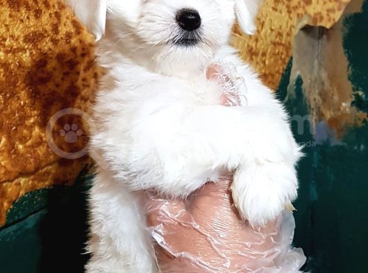 Orji̇nal Maltese Yavrular görsel