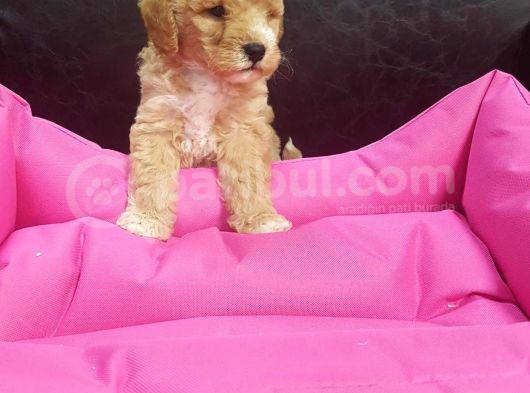 Orji̇nal Malti̇poo Yavrularücretsi̇z Deği̇ldi̇r görsel