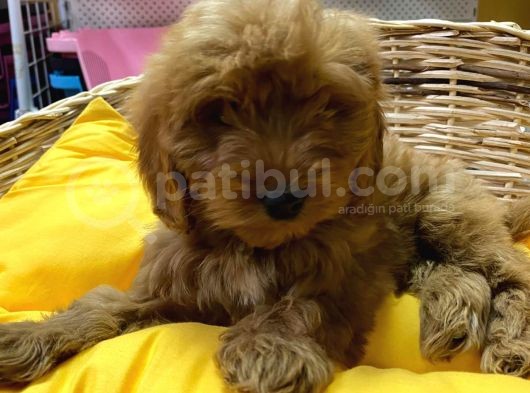 Orji̇nal Cockapoo Yavrular görsel