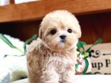 Teady Bear Kore Kani̇ Toy Poodle Yavrulari̇mi̇z