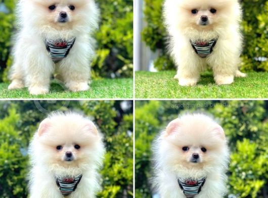 Show Kalite Pomeranian Boo Yavrular