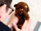 Bi̇blo Gi̇bi̇ Kore Kani Toy Poodle Yavrular