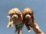Orjinal Maltipoo