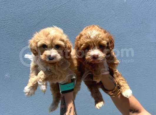 Orjinal Maltipoo görsel