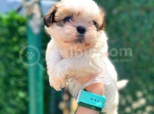 Minik Boy Shihtzu Bebeklerim