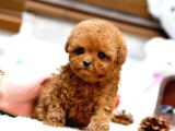 Red Brown Toy Poodle Yavrularımız