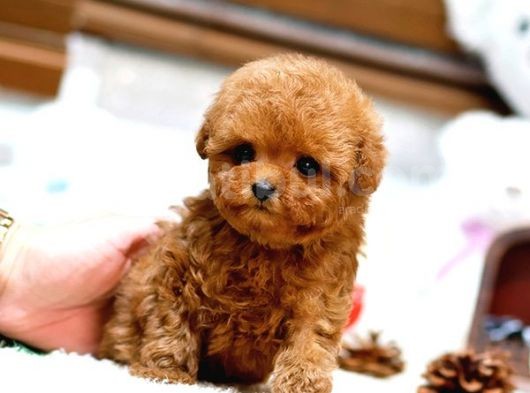 Red Brown Toy Poodle Yavrularımız görsel