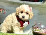 Maltipoo Dizayn Irk Yavrular
