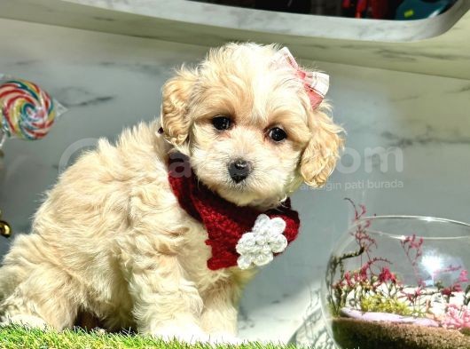 Maltipoo Dizayn Irk Yavrular görsel