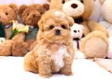 Gülen Surat Toy Poodle Mi̇nnaklarimiz