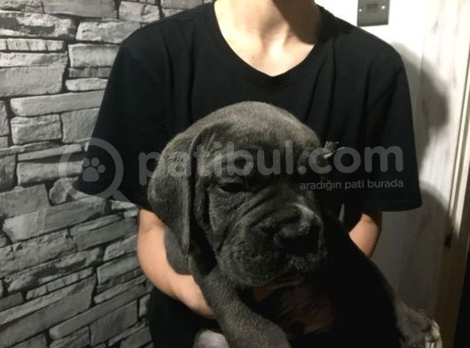Cane Corso Yavrularimiz görsel