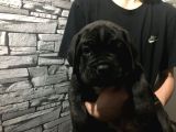 CANE CORSO YAVRULARIMIZ