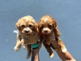 Orjinal Maltipoo
