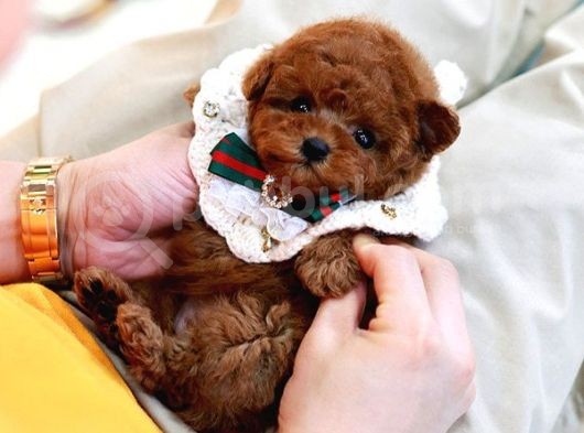 Huzur Neşe Kaynaği Oyuncu Toy Poodle Yavrularimiz görsel