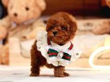 Huzur Neşe Kaynaği Oyuncu Toy Poodle Yavrularimiz