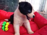 Orji̇nal Border Collie Yavrularücretsi̇z Deği̇ldi̇r