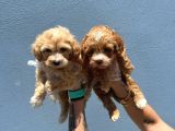 Orjinal Maltipoo