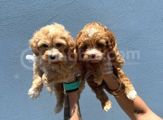 Orjinal Maltipoo görsel