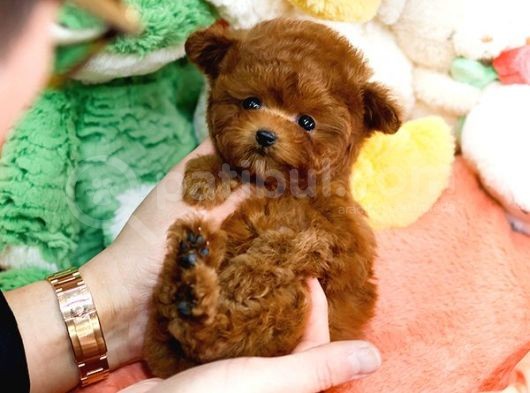 Mutluluk Sembolü Toy Poodle Yavrularim görsel