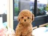 Show Düzey Toy Poodle Yavrularimiz