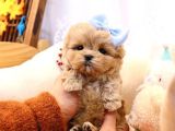 Show Kalite Toy Poodle Bebeklerim